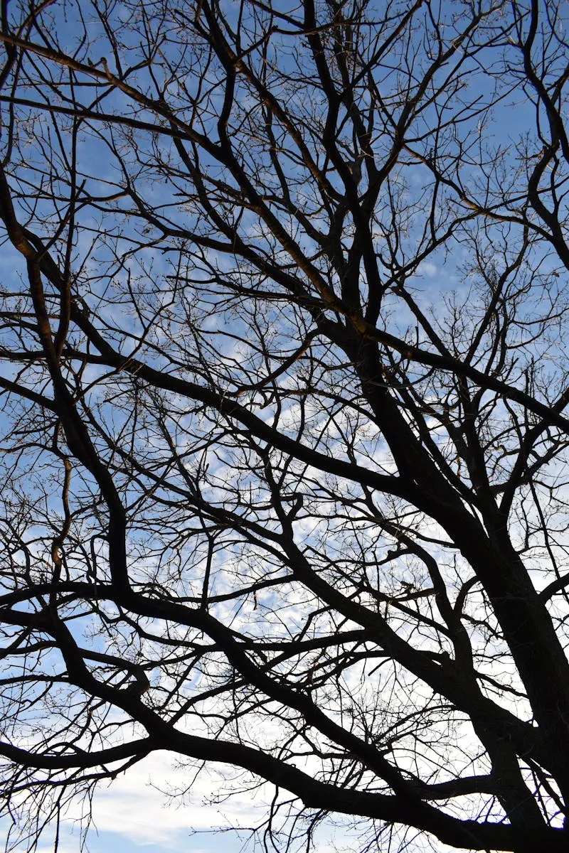 Zebra Mildliner vs Pilot FriXion Light: Which Highlighter Wins?